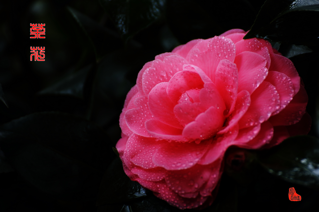 雨中红茶花.jpg