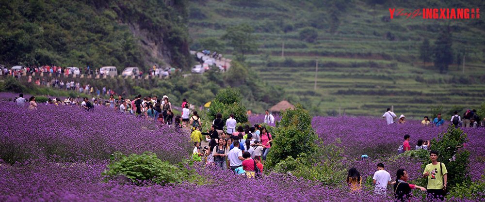 D大小七孔门前紫色的花海1.jpg