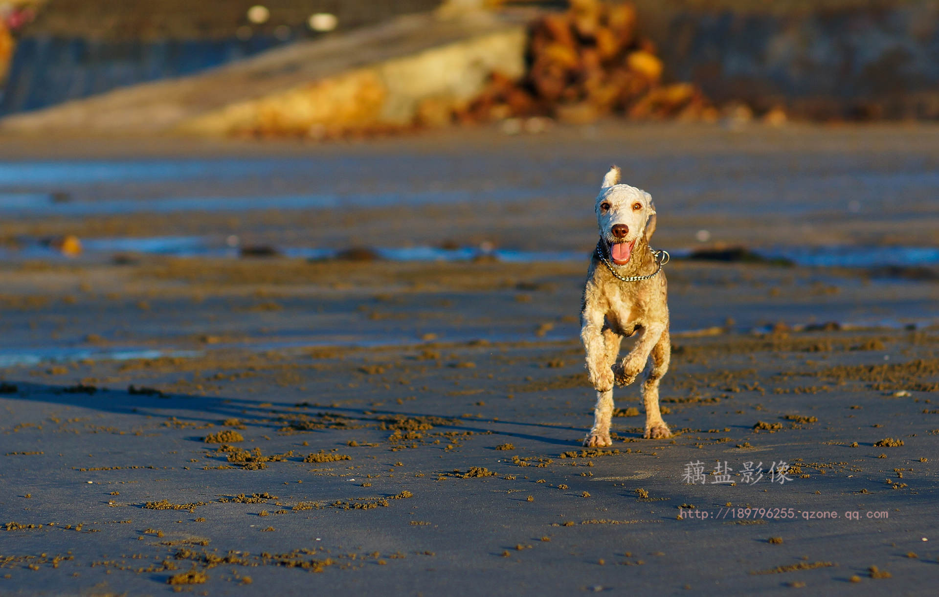 我家欧米也来凑热闹