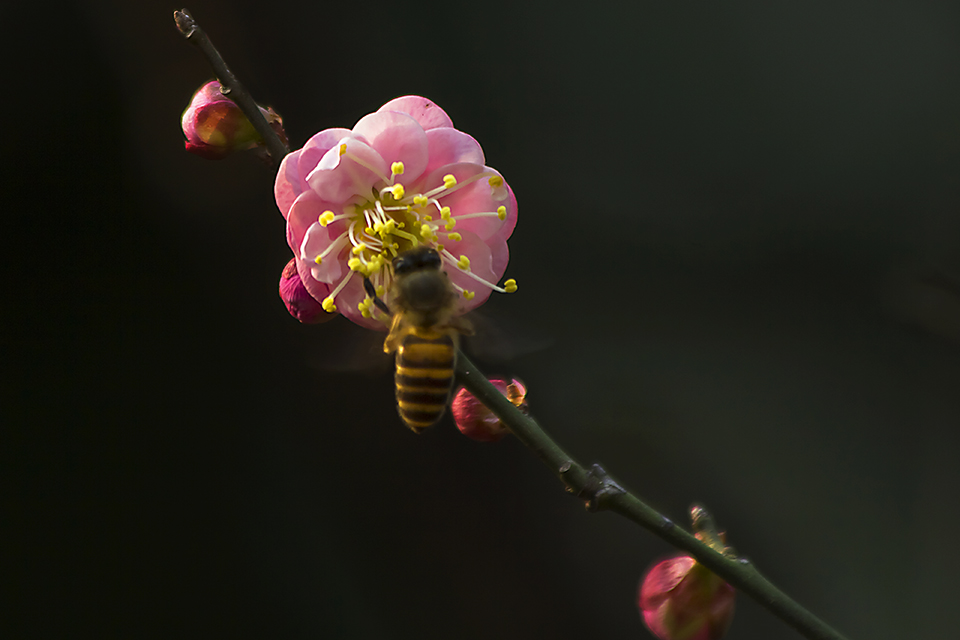 梅花迎春3.jpg