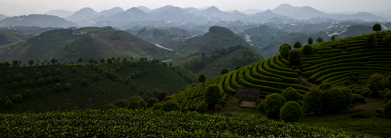 桂林七仙峰茶园：东风过处满眼春