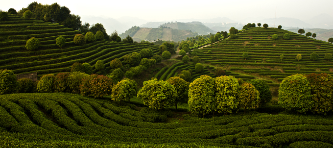 桂林七仙峰茶园：东风过处满眼春