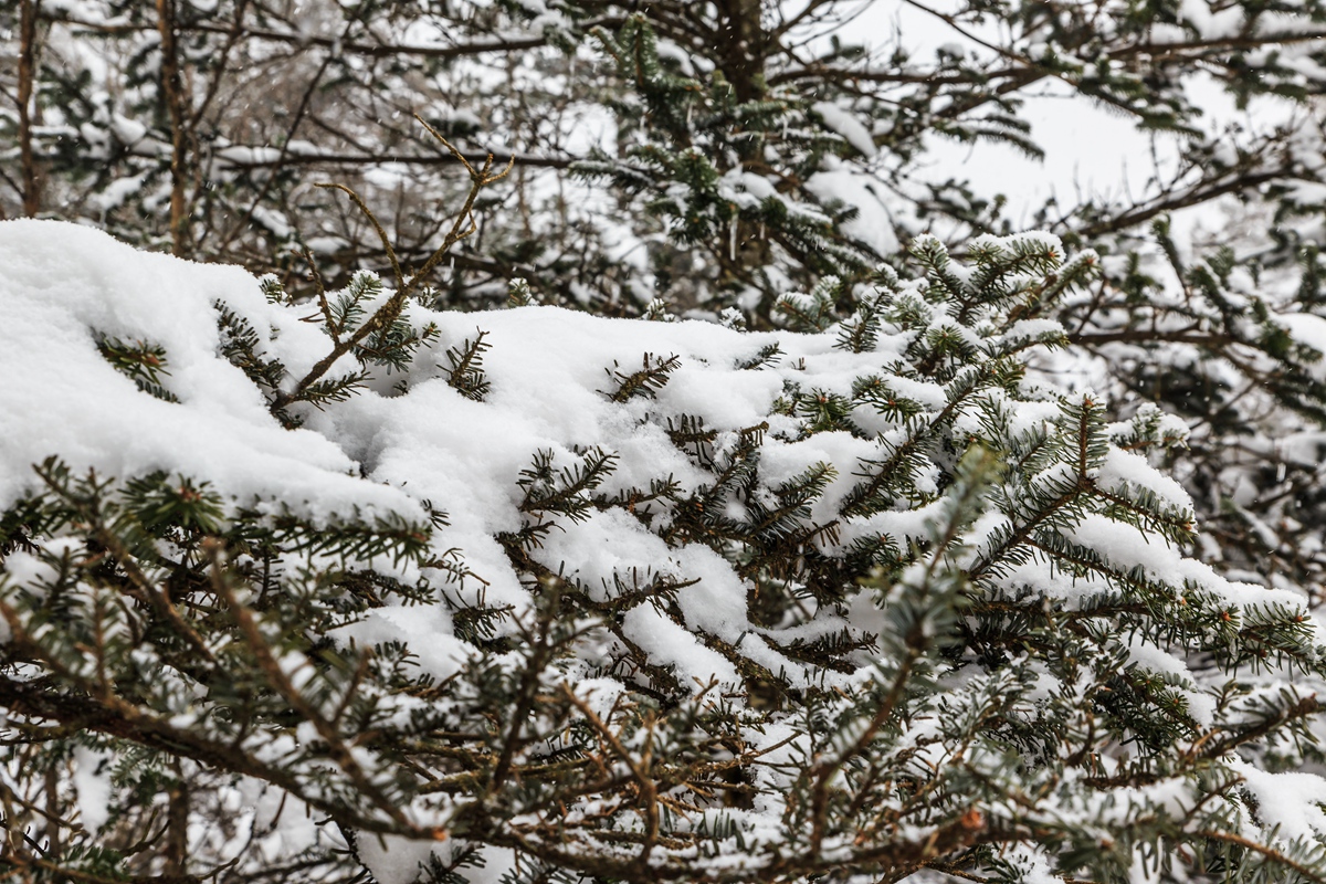 西岭雪山-10_副本.jpg