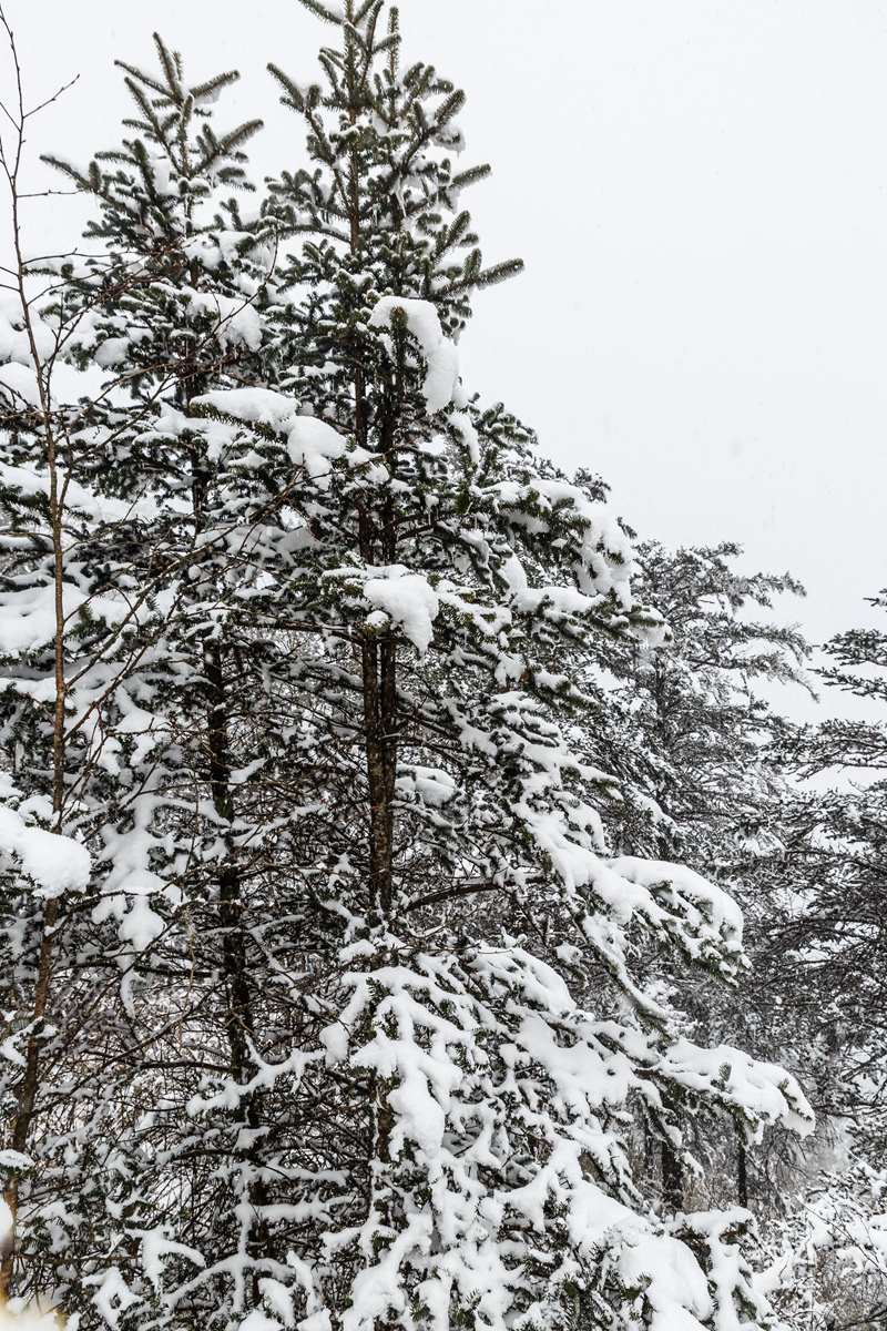 西岭雪山-11_副本.jpg