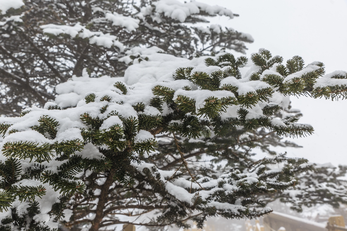 西岭雪山-14_副本.jpg