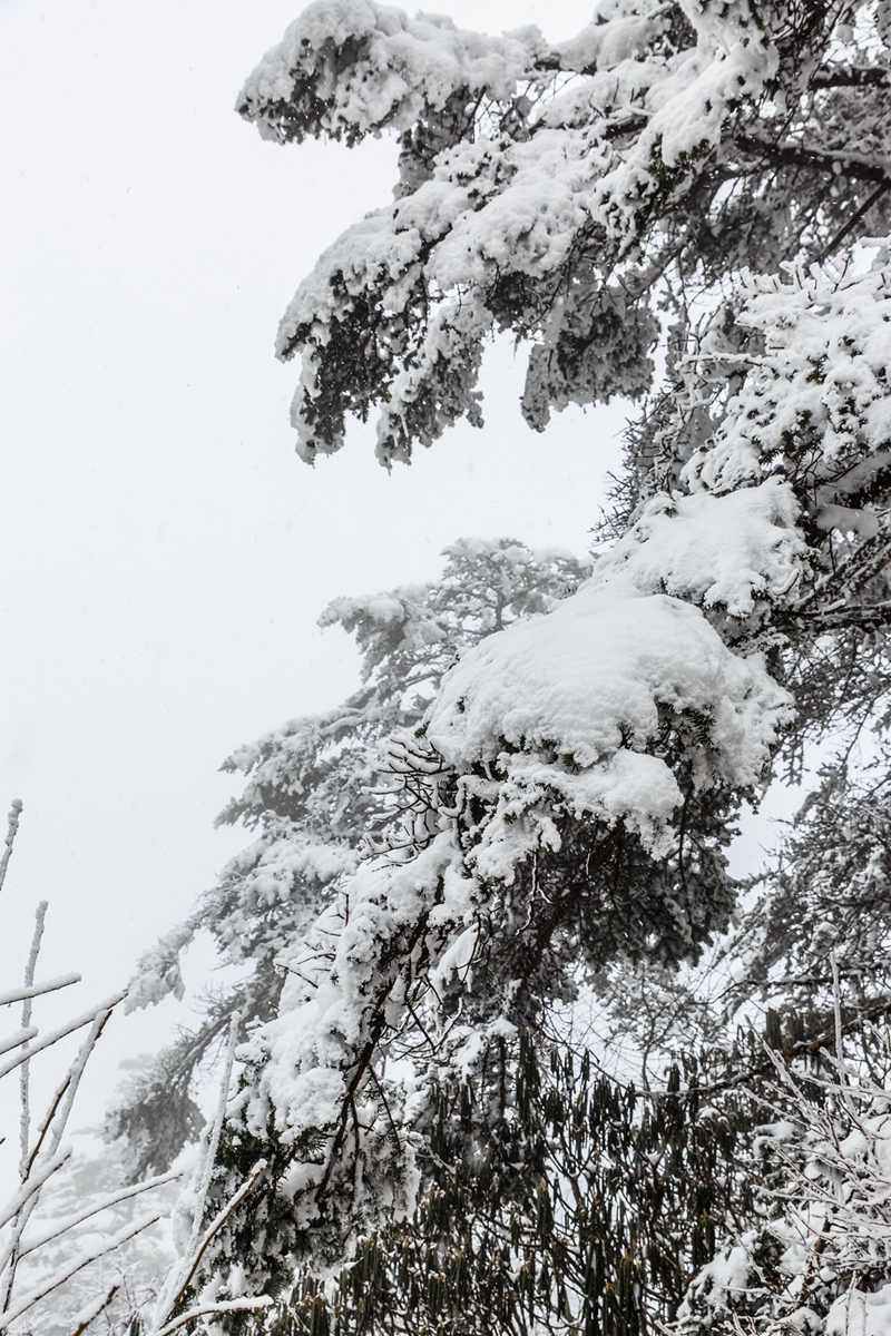 西岭雪山-17_副本.jpg