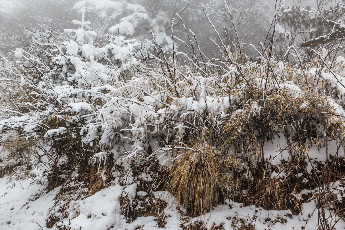 西岭雪山-18_副本.jpg