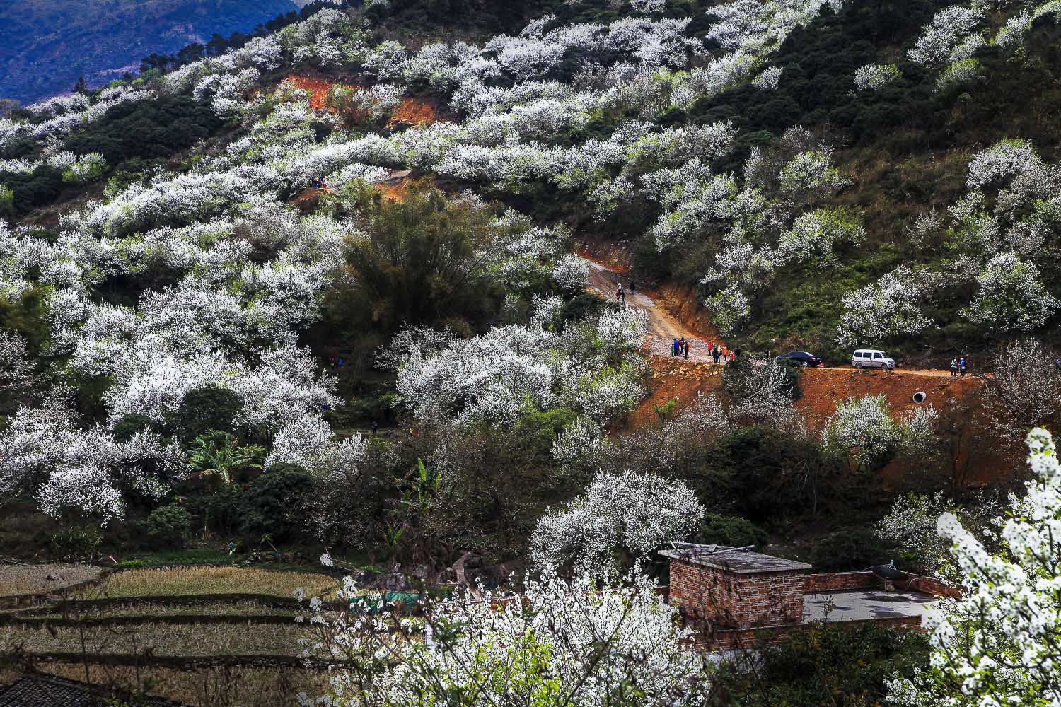 千树万树梨花开11.jpg