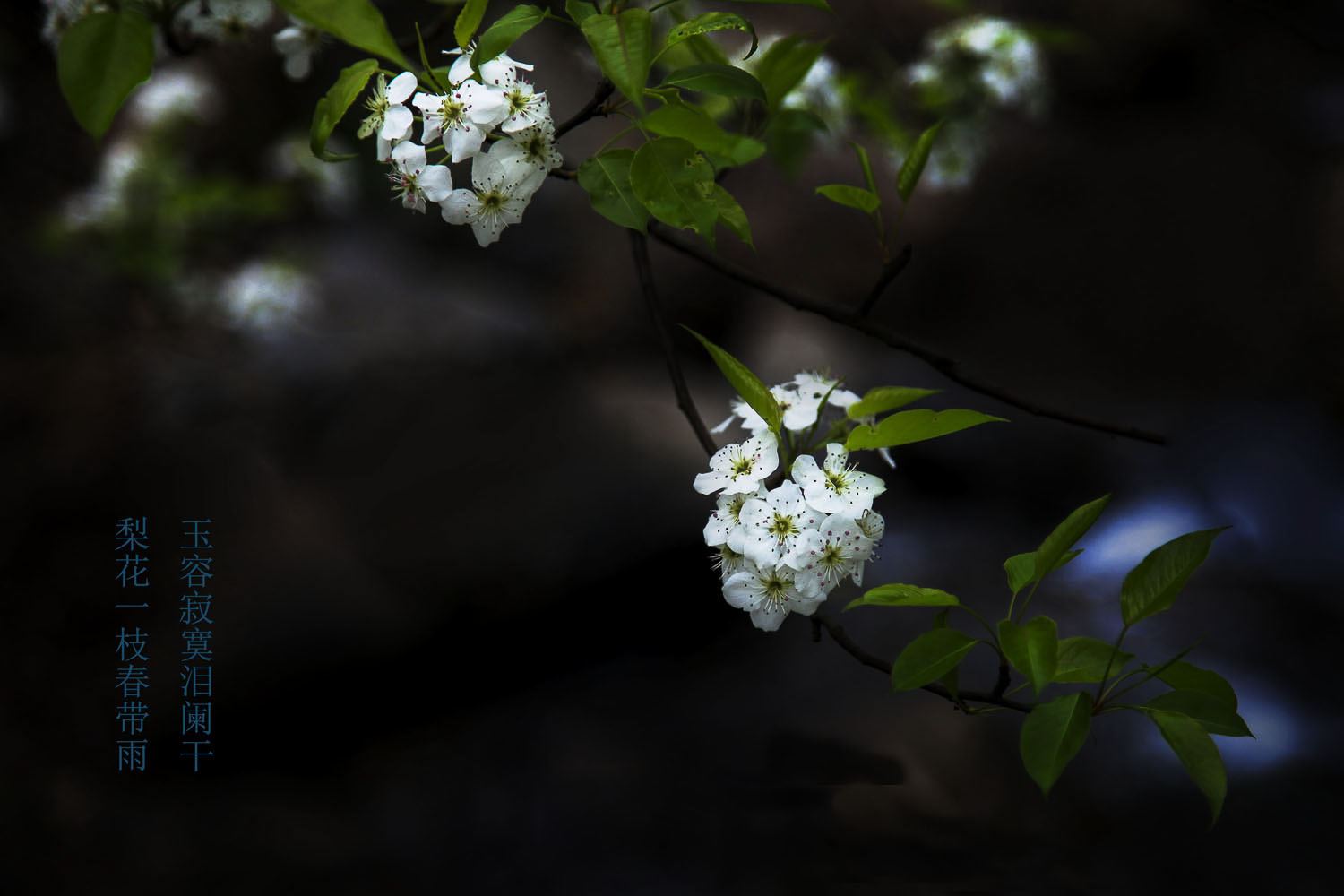 千树万树梨花开18.jpg