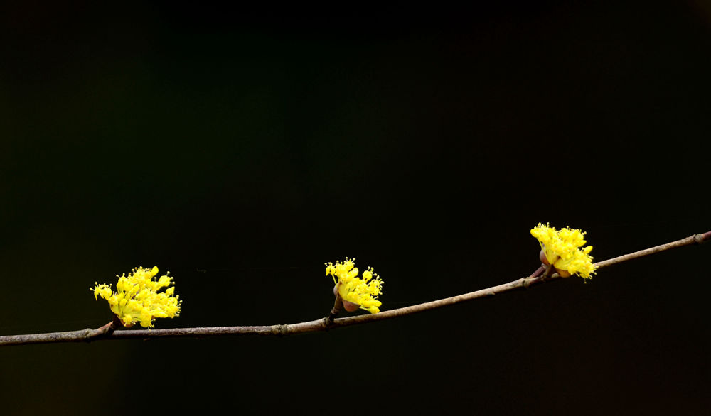 小花