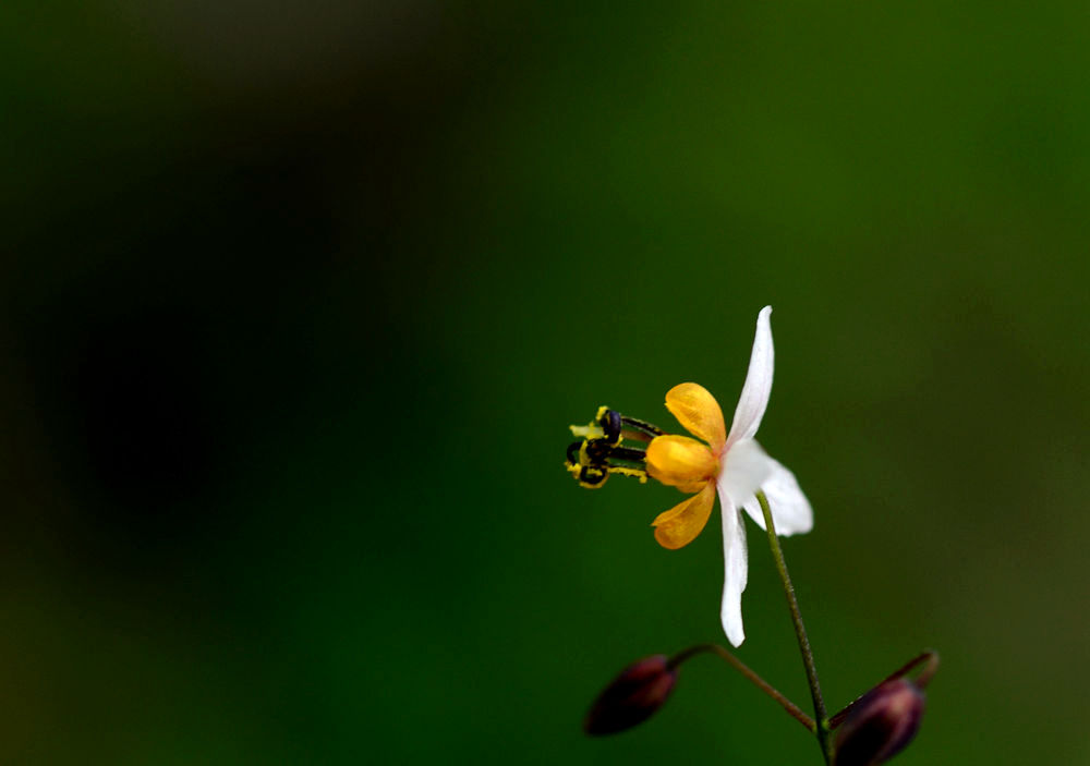 小花