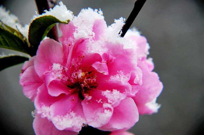 雪后桃花