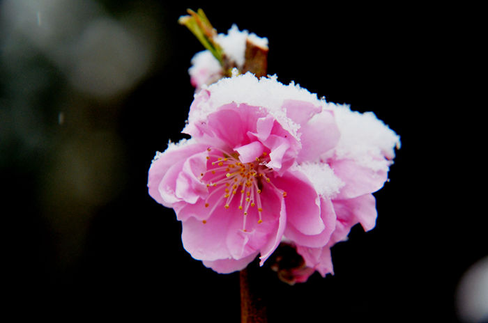 雪后桃花