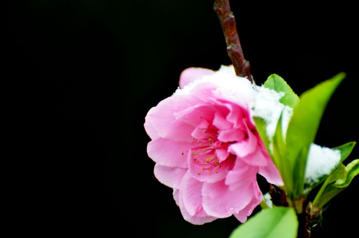 雪后桃花