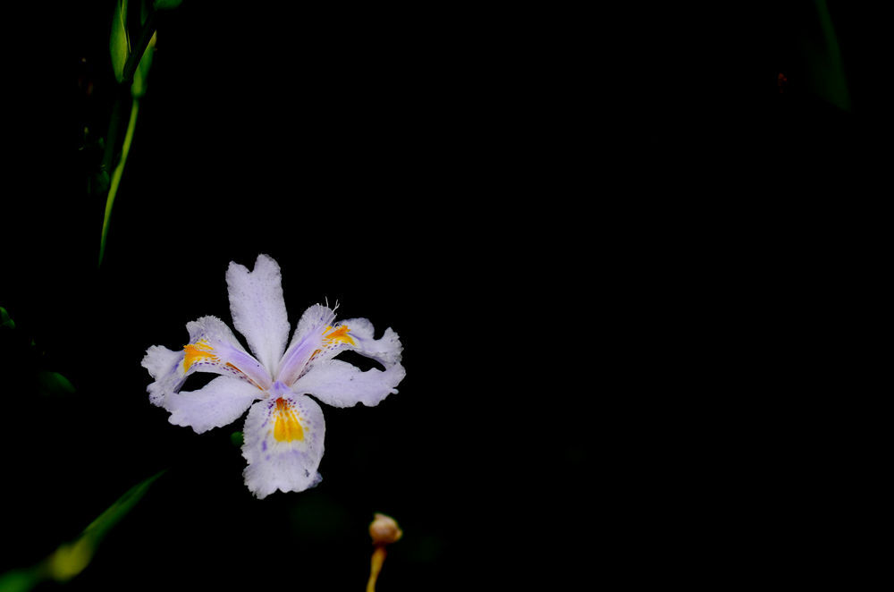 翩翩起舞    鸢尾花