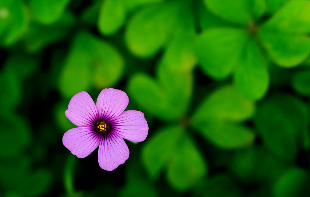 春暖花开时    无名小花一