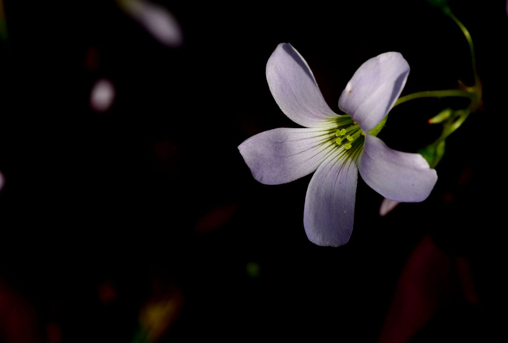 春暖花开   无名小花 三