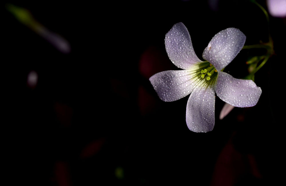 春暖花开   无名小花 三