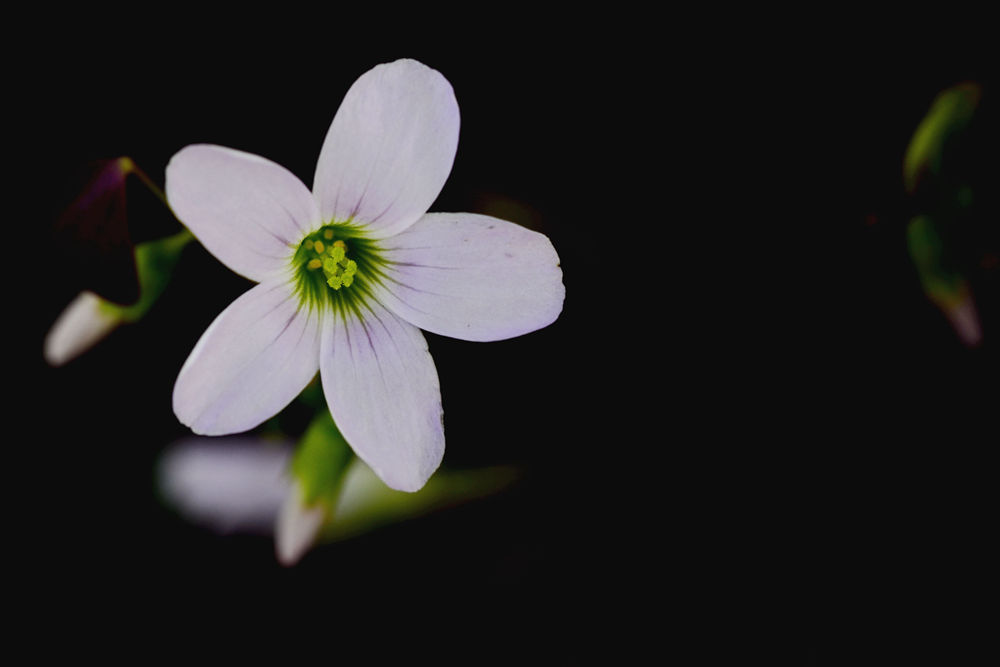 春暖花开   无名小花 三