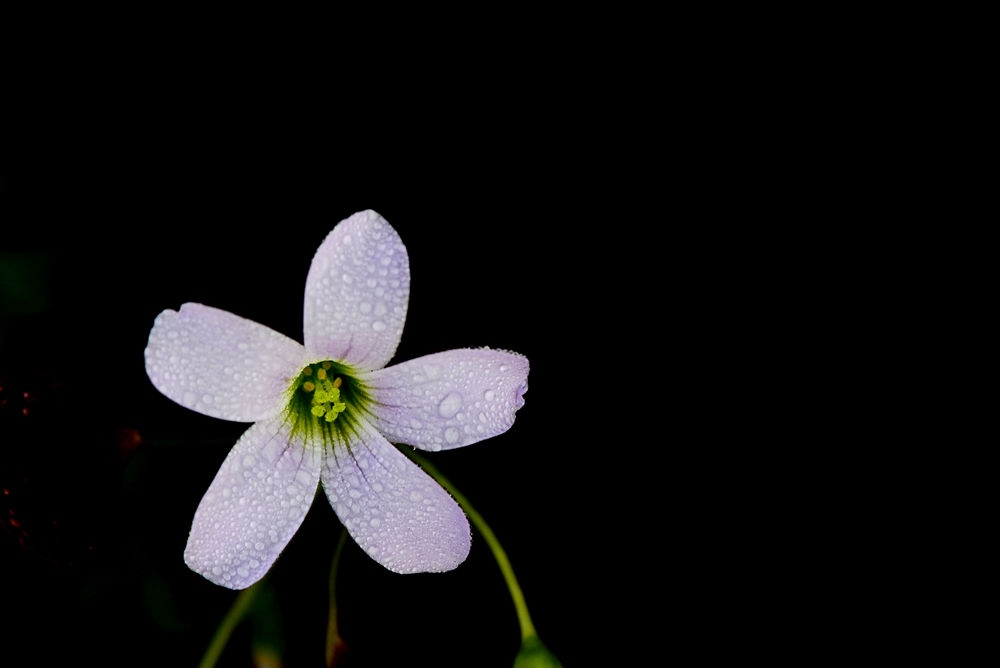 春暖花开   无名小花 三