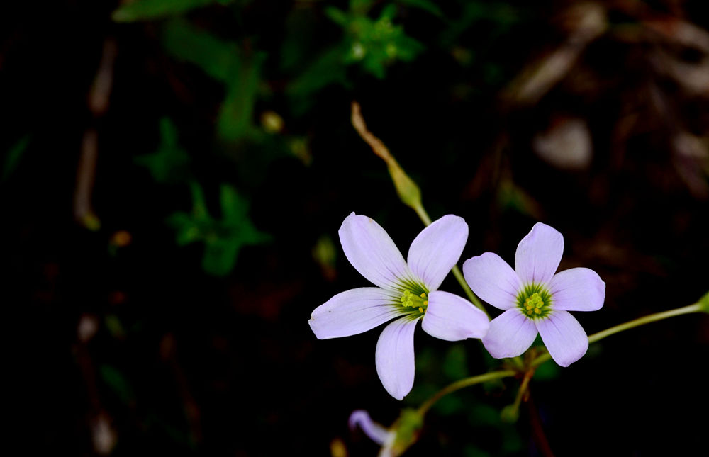 春暖花开   无名小花 三