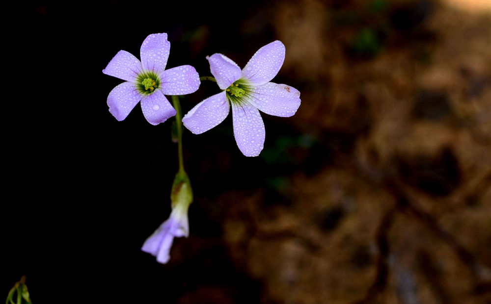 春暖花开   无名小花 三