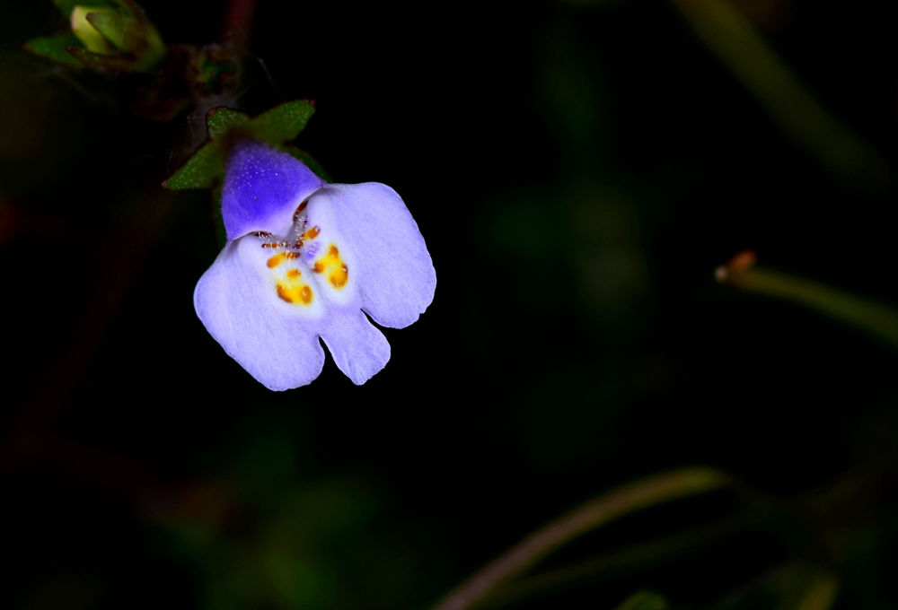 春暖花开   无名小花  四