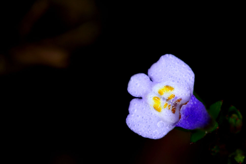 春暖花开   无名小花  四