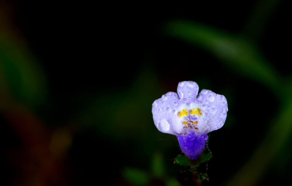 春暖花开   无名小花  四