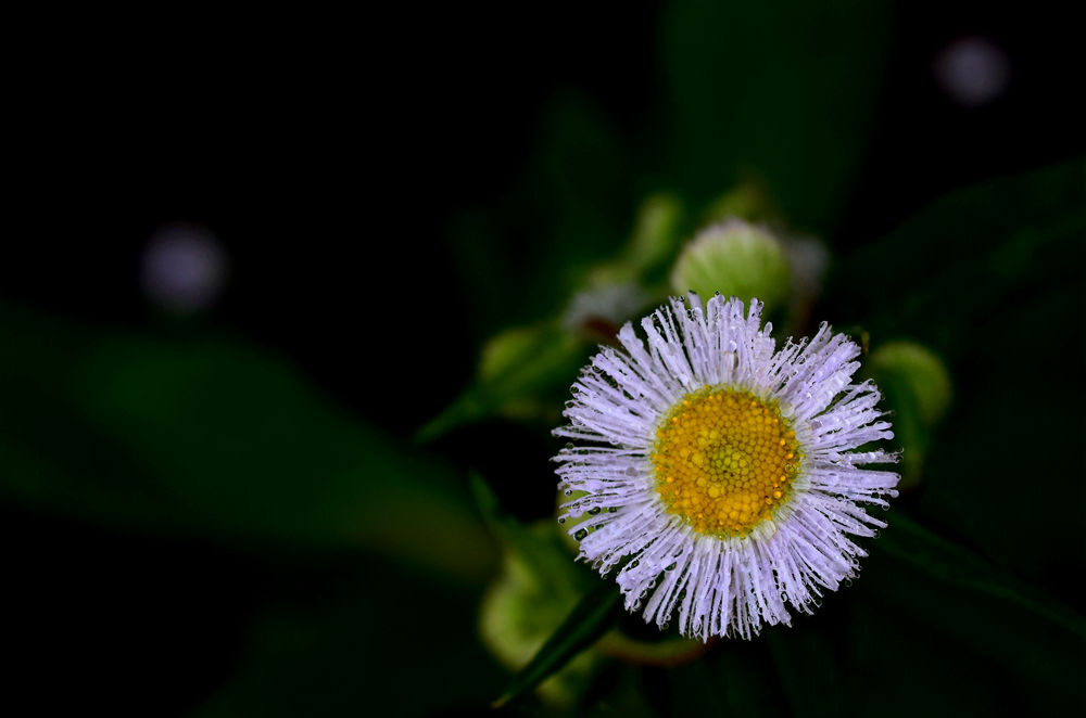 春暖花开时   无名小花  五