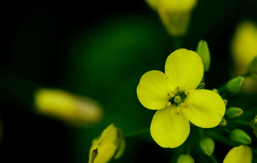 金灿灿油菜花