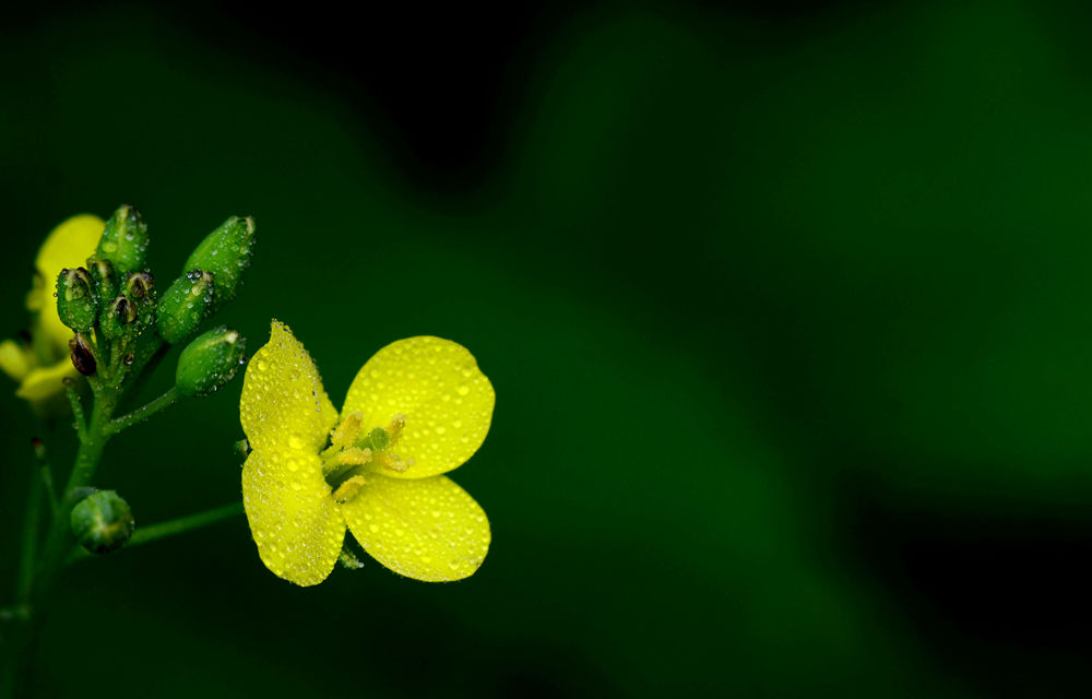 金灿灿油菜花