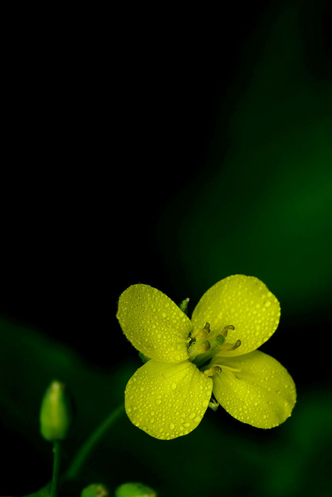 金灿灿油菜花