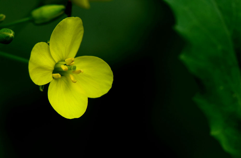 金灿灿油菜花