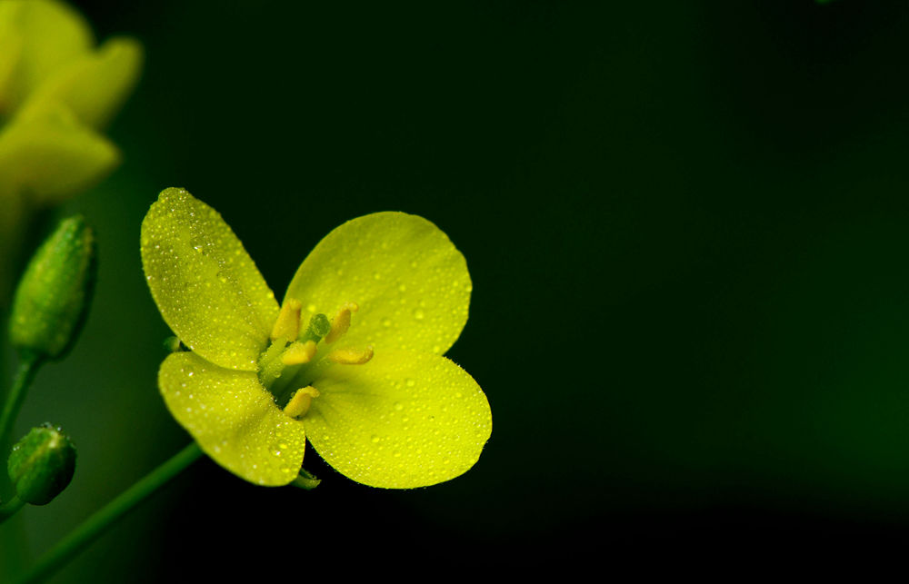 金灿灿油菜花