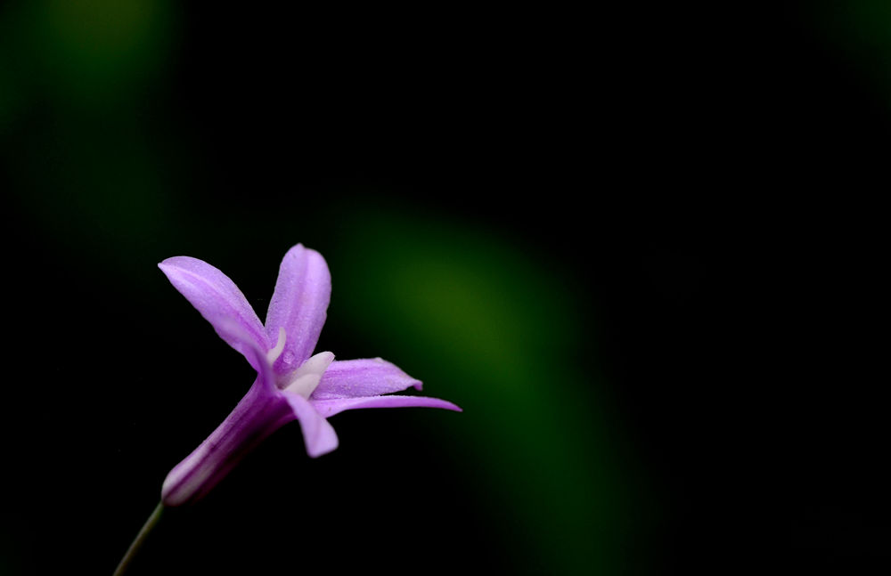 朵朵小花招人爱