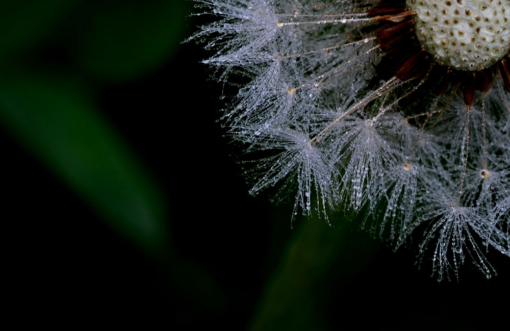  雨后蒲公英