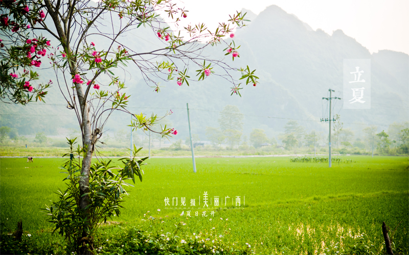 今天是立夏，我把近期夏日出行时零散拍摄的野花编辑成此组图文，以表应景之意。