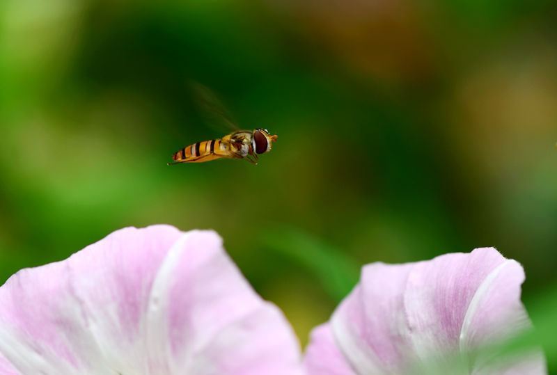 昆虫与花