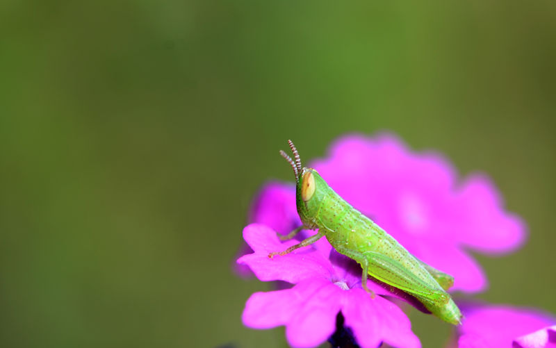 昆虫与花