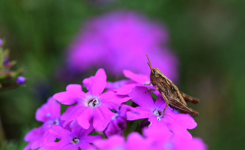 昆虫与花