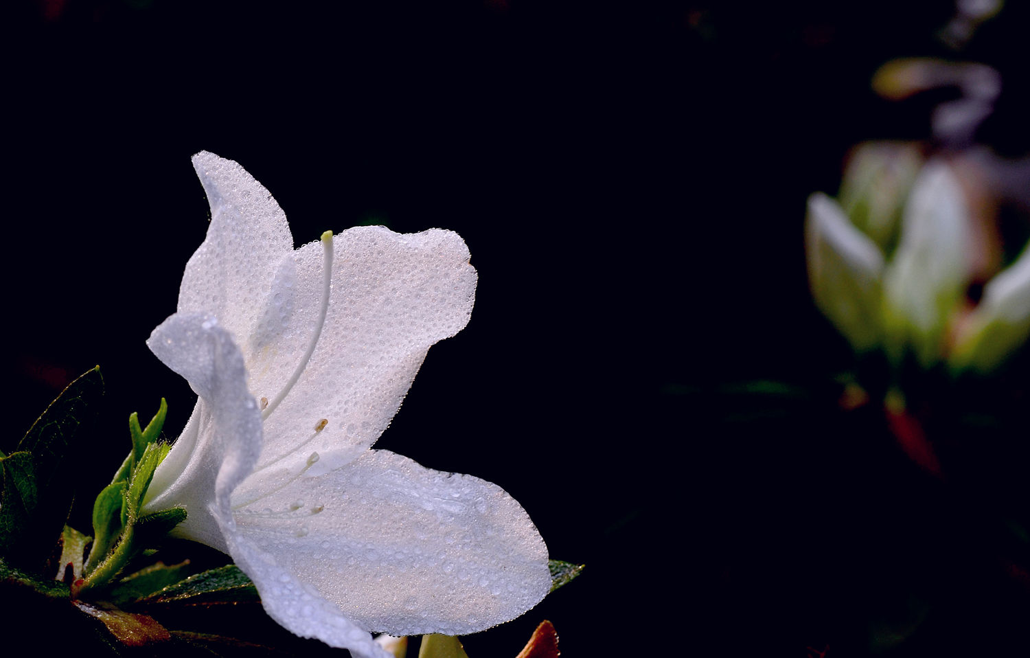 杜鹃花开