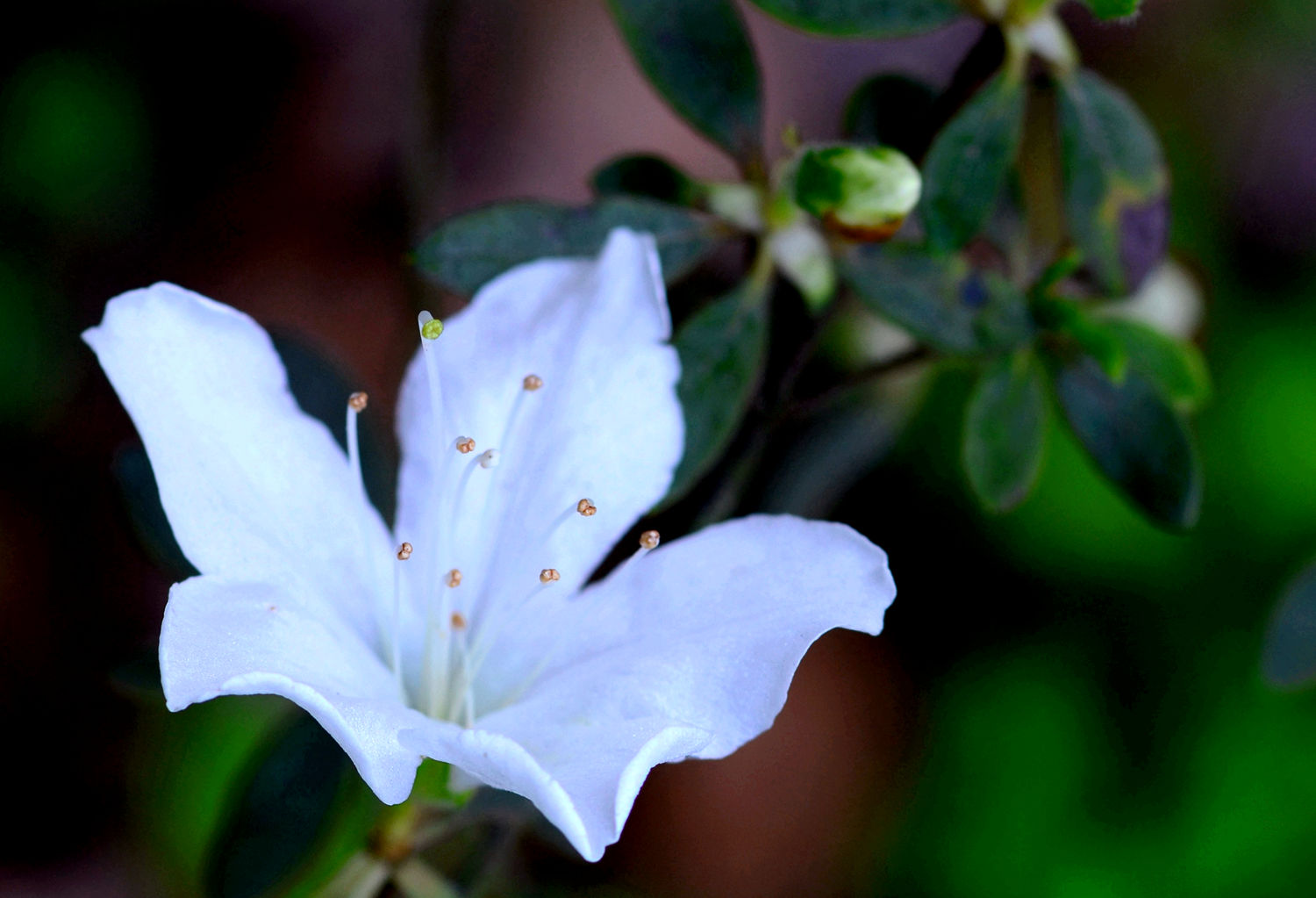 杜鹃花开