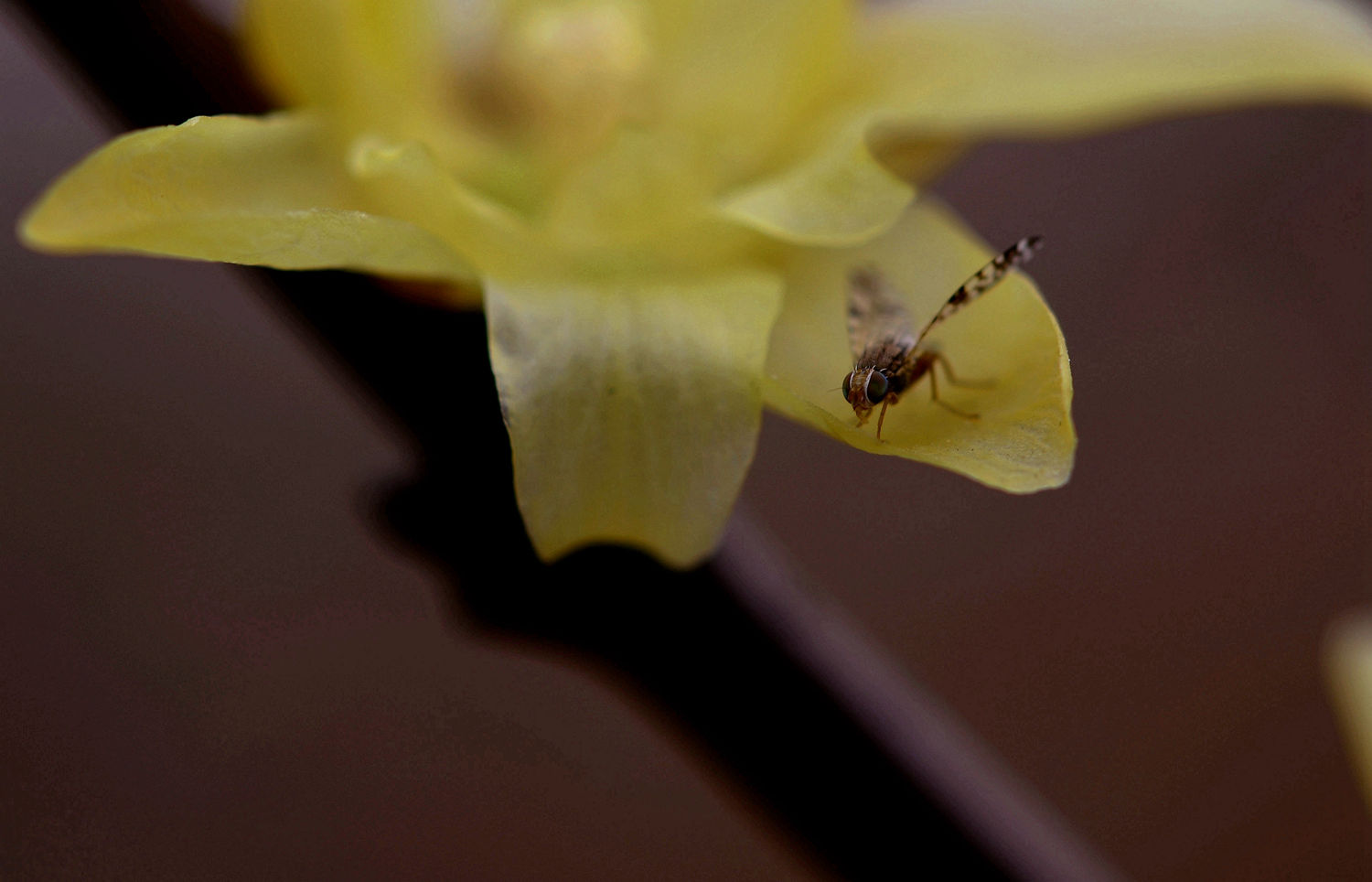 腊梅花与昆虫