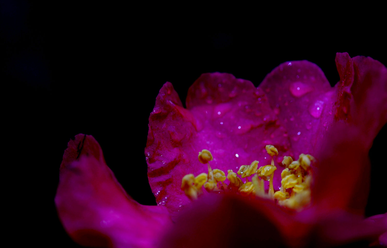 雨后茶梅也芬芳 