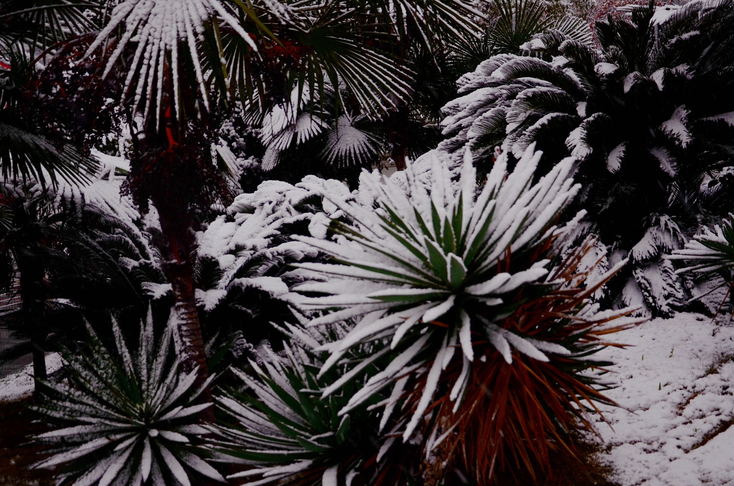 武汉江滩雪景