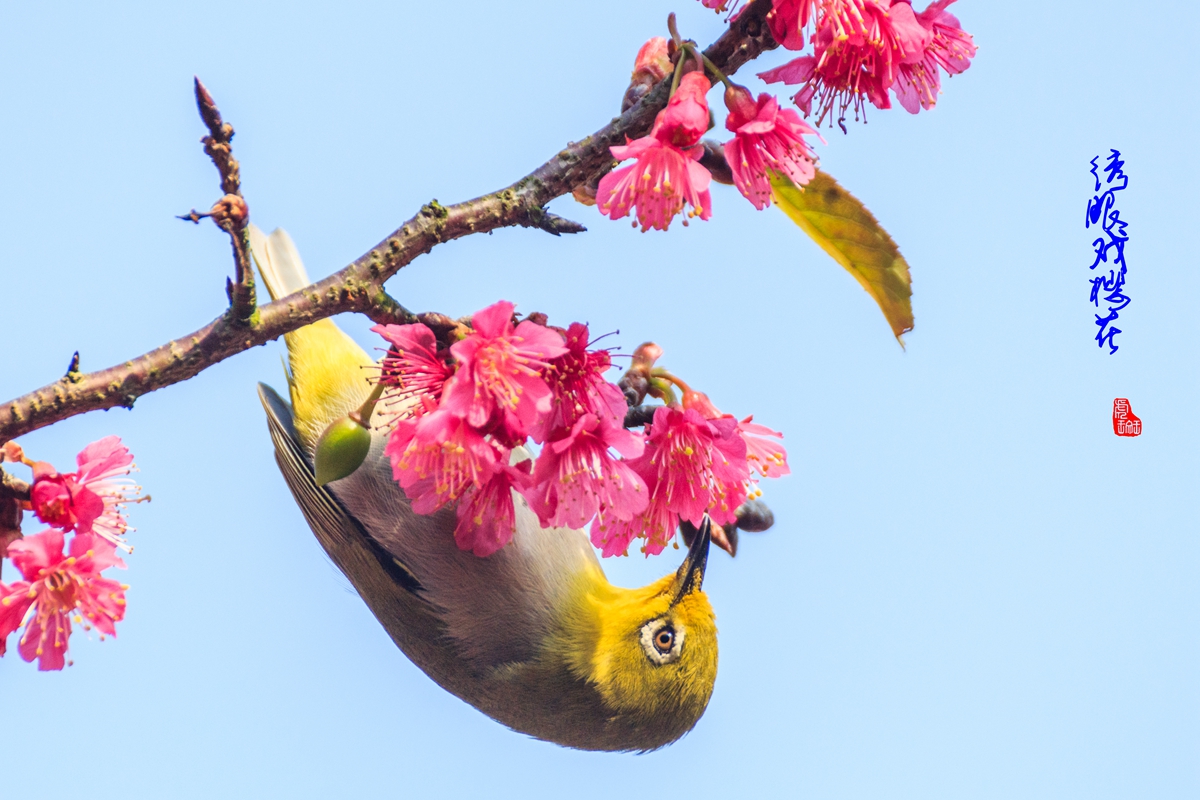 绣眼戏樱花-3.jpg