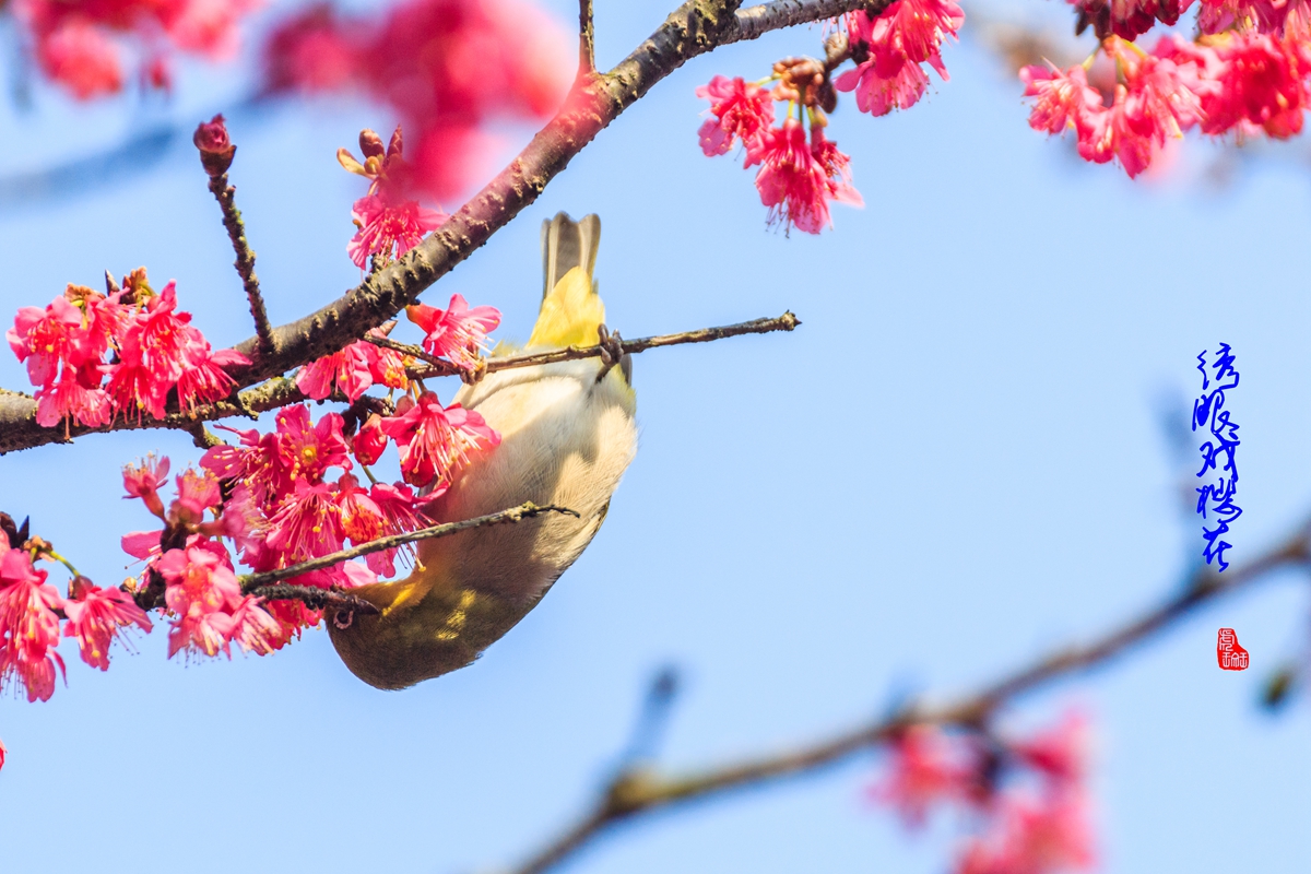 绣眼戏樱花-2.jpg