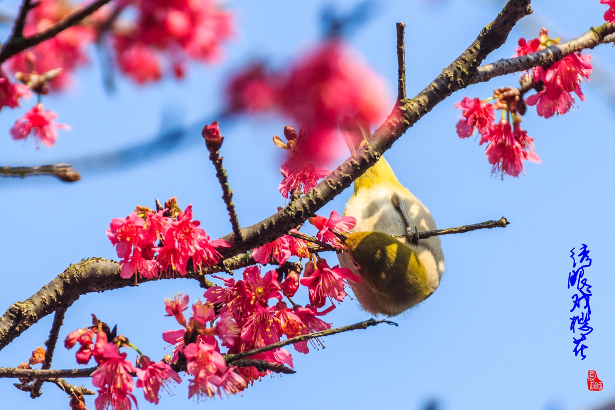 绣眼戏樱花-12.jpg