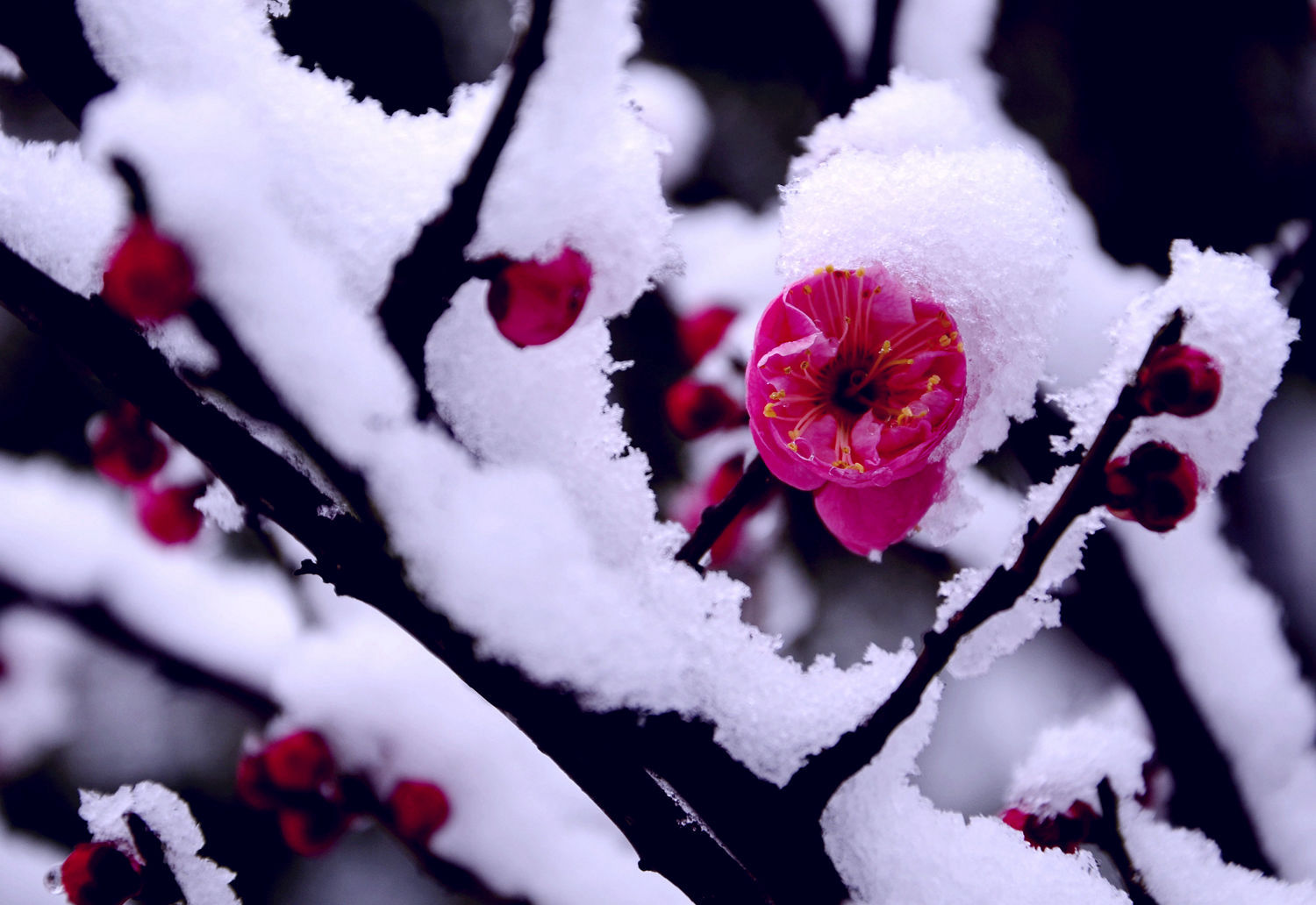 梅花欢喜漫天雪